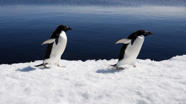 Scientists are examining the impact of a giant iceberg on Adelie penguins at Cape Denison.