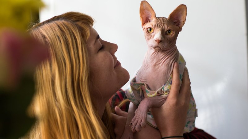 Cats Safely Desexed At Eight Weeks University Of Sydney Research