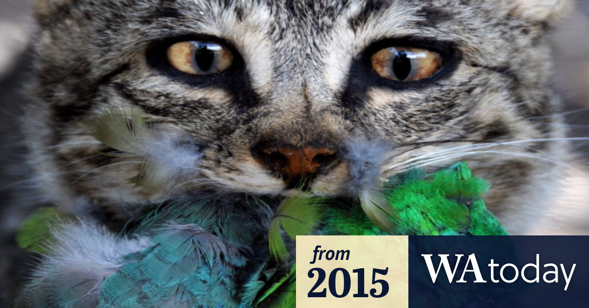 Feral cats targeted in WA Eradicat bait rollout