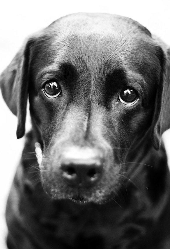 What making puppy eyes with your dog says about evolution