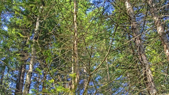 Spruce trees in the Future Forest above Oslo.