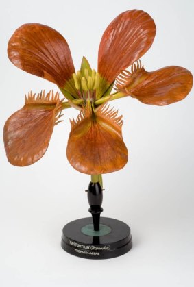 Nasturtium from My Learned Object: Collections & Curiosities, at the Ian Potter Museum of Art in Melbourne.