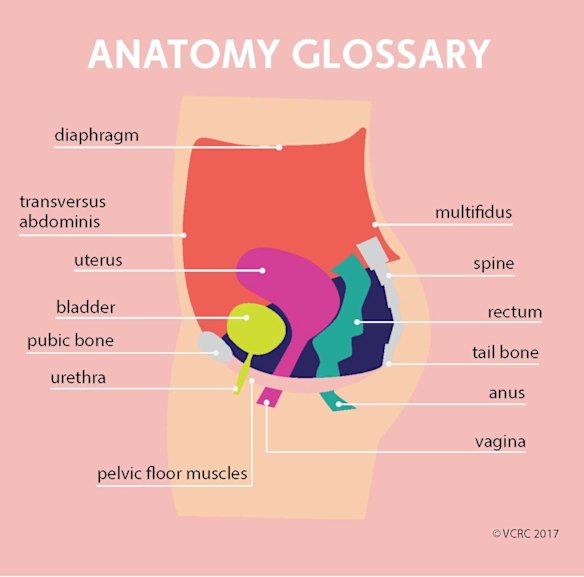 Pelvic floor anatomy 101.