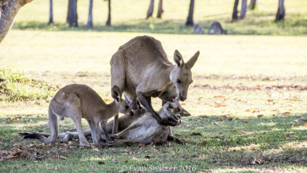 Images of a kangaroo "Cradling" the head of its dead mate are not what they appear to be, mammalogist Mark Eldridge says.