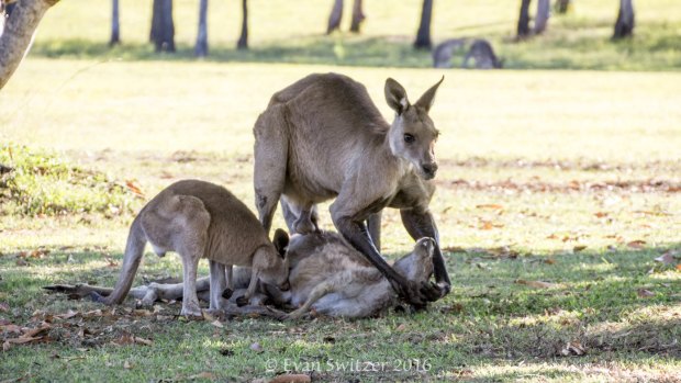 The male kangaroo is in a  state of sexual arousal, not mourning, a wildlife experts says.