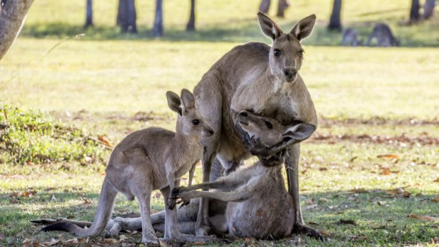 Evan Switzer captured these scene near Hervey Bay on Monday.