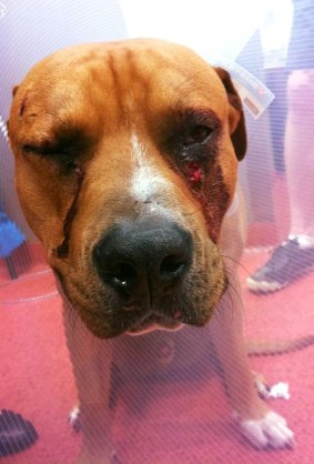 Juice, an 11-month-old American Staffordshire Terrier, was stabbed in the face with a screwdriver.