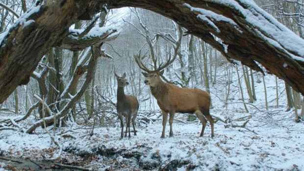 A forest dream shared by the slaughterhouse workers in the idiosyncratic romance On Body And Soul.