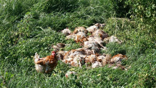 A laying hen stands in front of a pile of carcasses at Snowdale Holdins' Swan Valley Egg Farm, Carabooda. 