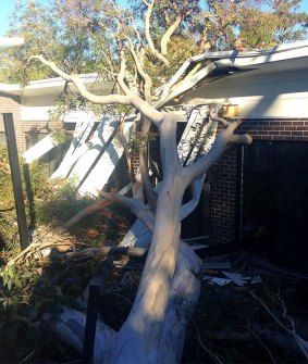 Dangerous winds leave State Emergency Service inundated with phone calls: A tree crushes a roof in Hornsby Heights.