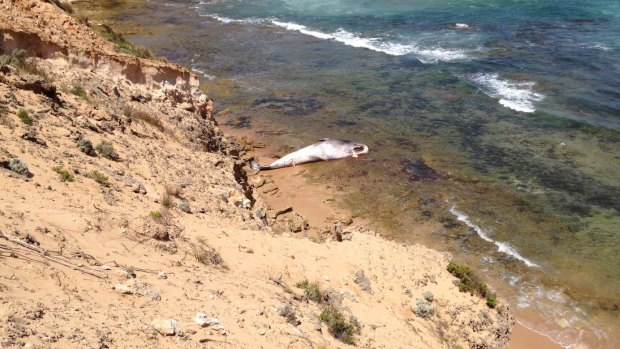 The dead whale at Jubilee Point Cliffs in the Mornington Peninsula National Park.