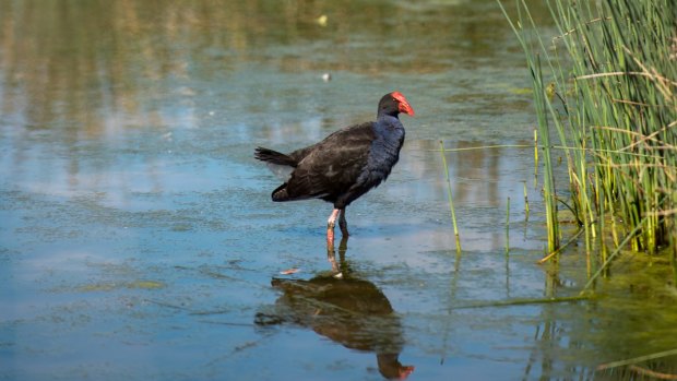 Friends of Elster Creek are suggesting the Elsternwick golf course in Elwood is turned into a wetlands where native species of flora and fauna can thrive. Pictured is a purple swamp hen.