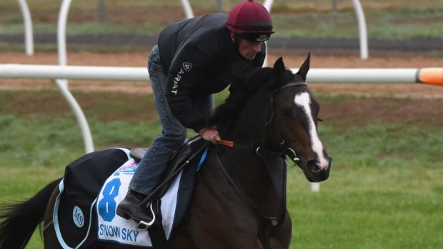 Firming as second favourite - Snow Sky of Great Britain trains at Werribee Racecourse.  