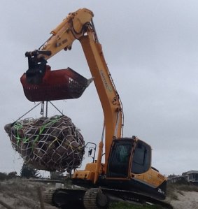 The sperm whale head being removed from the beach using heavy machinery