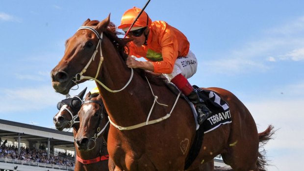 Built for speed: Terravista  will race in Saturday's T.J. Smith at Randwick.