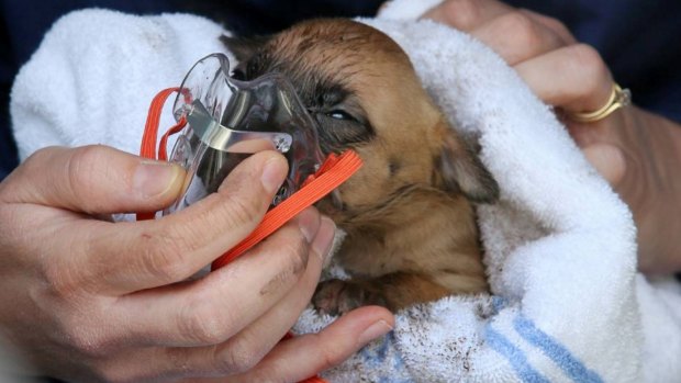 Intensive care paramedic Ellie Davy gives oxygen to the rescued puppy at the scene.