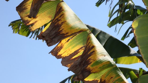 A leaf from a banana plant affected by Panama disease tropical race 4