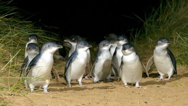 Hundreds of thousands of people tuned in to watch the famous Phillip Island penguin parade via streaming during the COVID-19 lockdown.