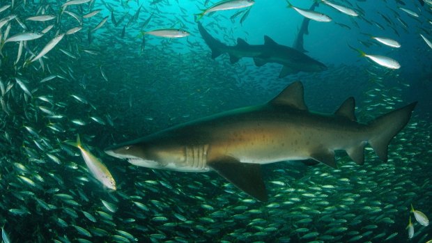 Grey nurse shark numbers are at critical levels.