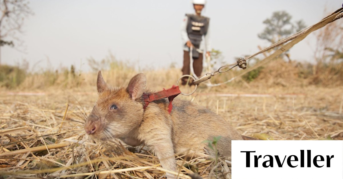 Cambodia, Siem Reap: The giant rats helping to detect unexploded landmines
