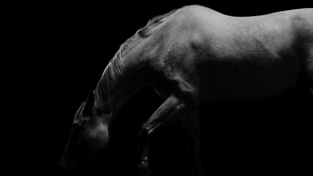 Pietra's images of horses in motion show them in all their glory.