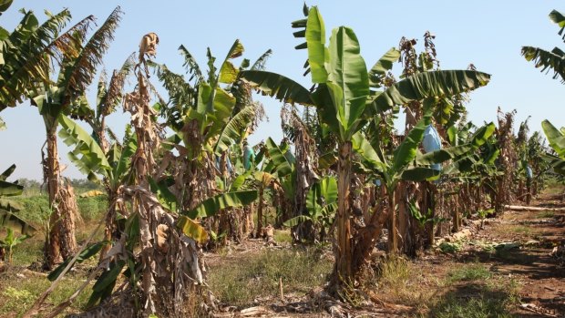 Panama disease tropical race 4 devastates banana crops.