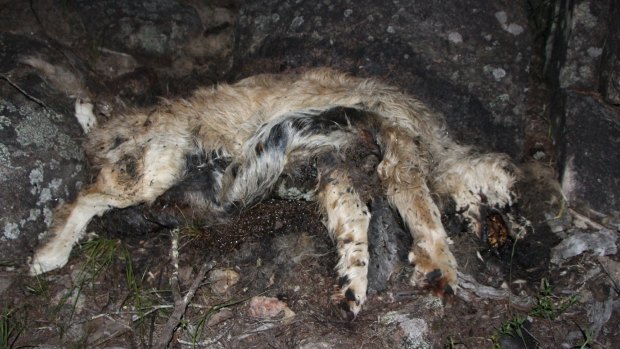 A deceased dog at the puppy farm.