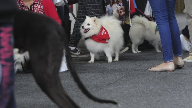 Time to sniff out the competition at A Pooch Affair.
