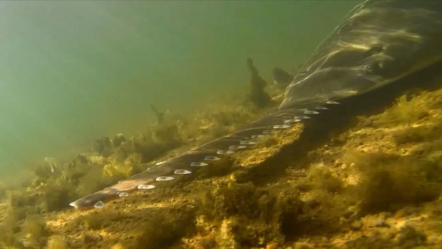 Study shows that sawfish use their rostra as the ultimate stealth weapon, barely disturbing the water as they hunt for prey.