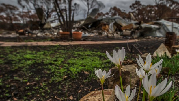 Regeneration in Carwoola after the bushfires.