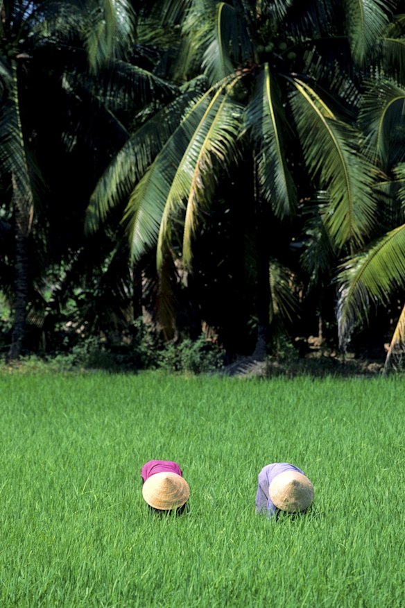 Lush, green vistas: Rice fields in Vietnam.