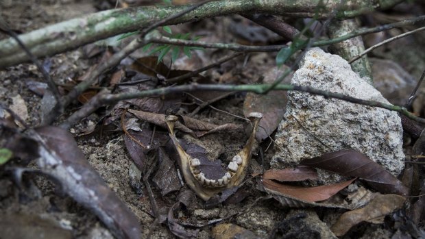 Human bones found at the camp.