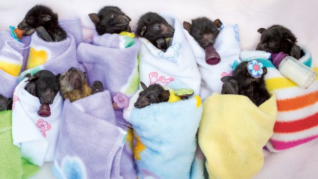 Orphaned bats filmed by Adam Cox at the Australian Bat Clinic and Wildlife Trauma Centre in the Gold Coast hinterland.