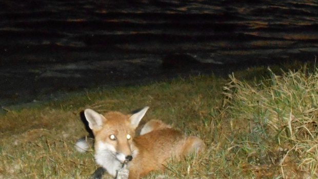 One of the many foxes spotted in Perth suburbs in the past year.