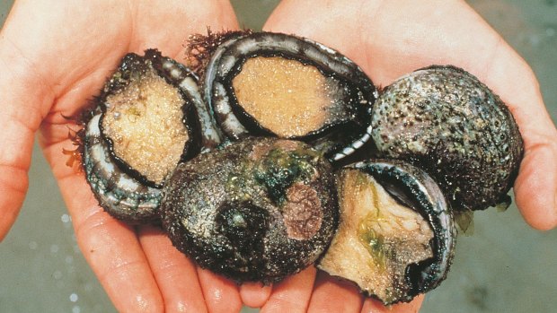 Abalone is considered a delicacy.