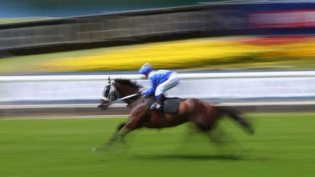 In full flight: Winx gallops with Kerrin McEvoy in the saddle at Rosehill on Saturday.