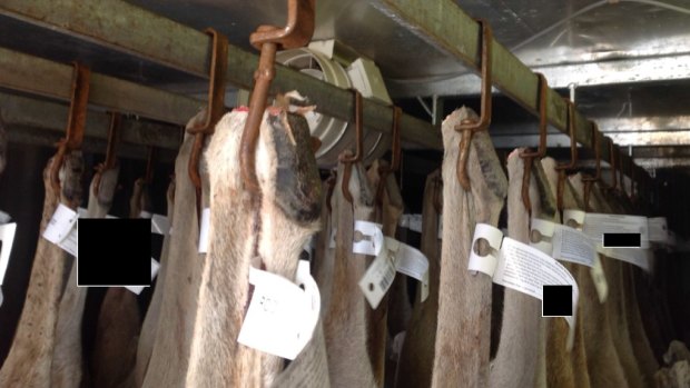 Rusty hooks being used to hang kangaroo carcasses.