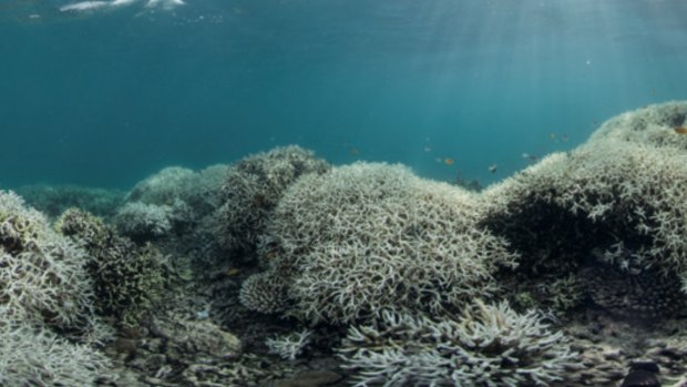 Coral bleaching caused by extreme warmth at Lizard Island, Great Barrier Reef.