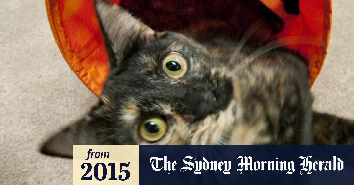 sydney morning herald