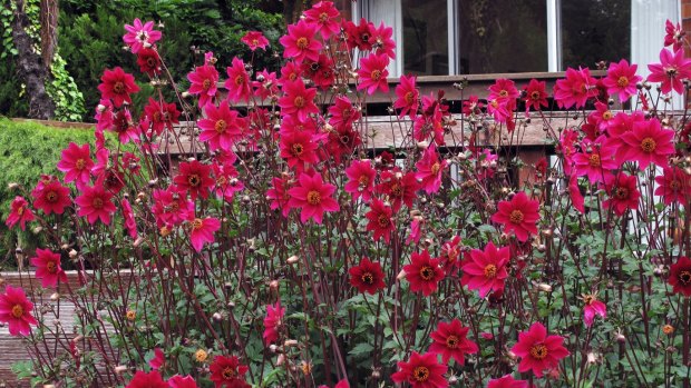 "Home Run" Dahlias in full bloom.