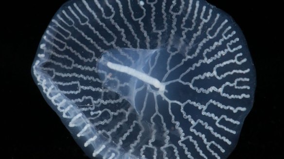 A Southern Ocean specimen of the extraordinary organism.