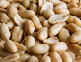 Lifesaving research: At the end of the trial 80 per cent of the children could eat peanuts without any reaction.
