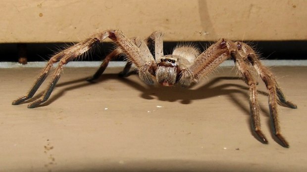 There are more than 1200 species of the huntsman spider.