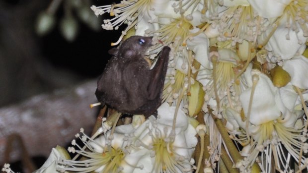 Bats are also integral to pollinating a number of plants, including the Durian.