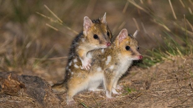 They might look like they are up to funny business but the Eastern Quoll babies are to young to mate.