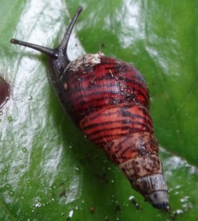 One of the last remaining amastrid land snail species on O’ahu, Hawaii.
