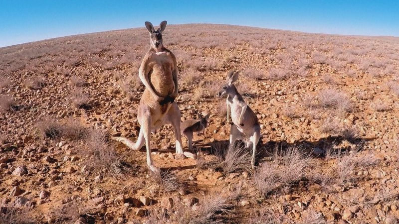 Plague Proportions Or Point Of Extinction Doco Has Kangaroos In The Crosshairs
