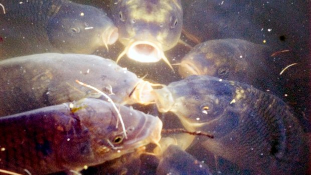 Carp circle in Sullivans Creek at the Australian National University. The presence of carp is a major cause of the decline in native fish numbers.