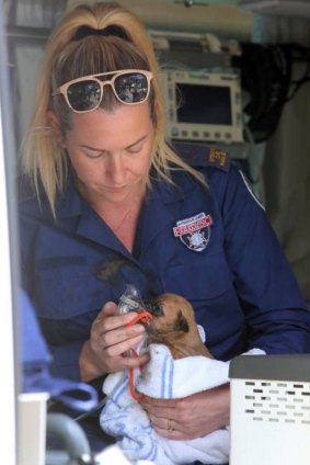 Intensive care paramedic Ellie Davy administered oxygen to the rescued puppy at the scene.