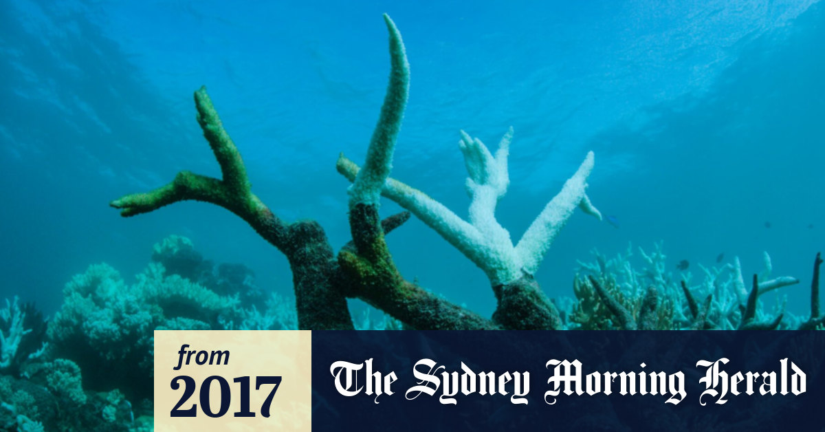 Chasing coral essay image